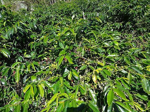 TROPICA 咖啡示範園區