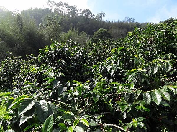 TROPICA 咖啡示範園區