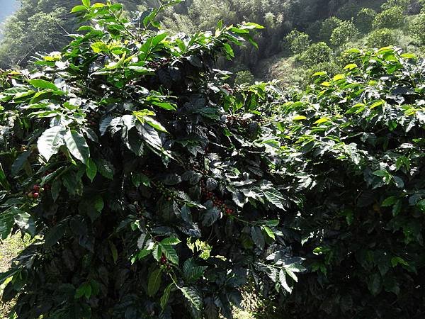 TROPICA 咖啡示範園區