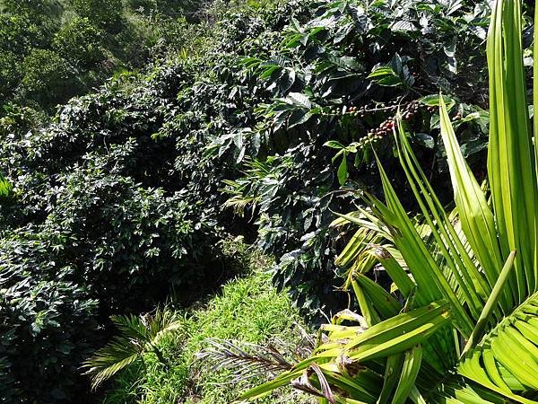 TROPICA 咖啡示範園區