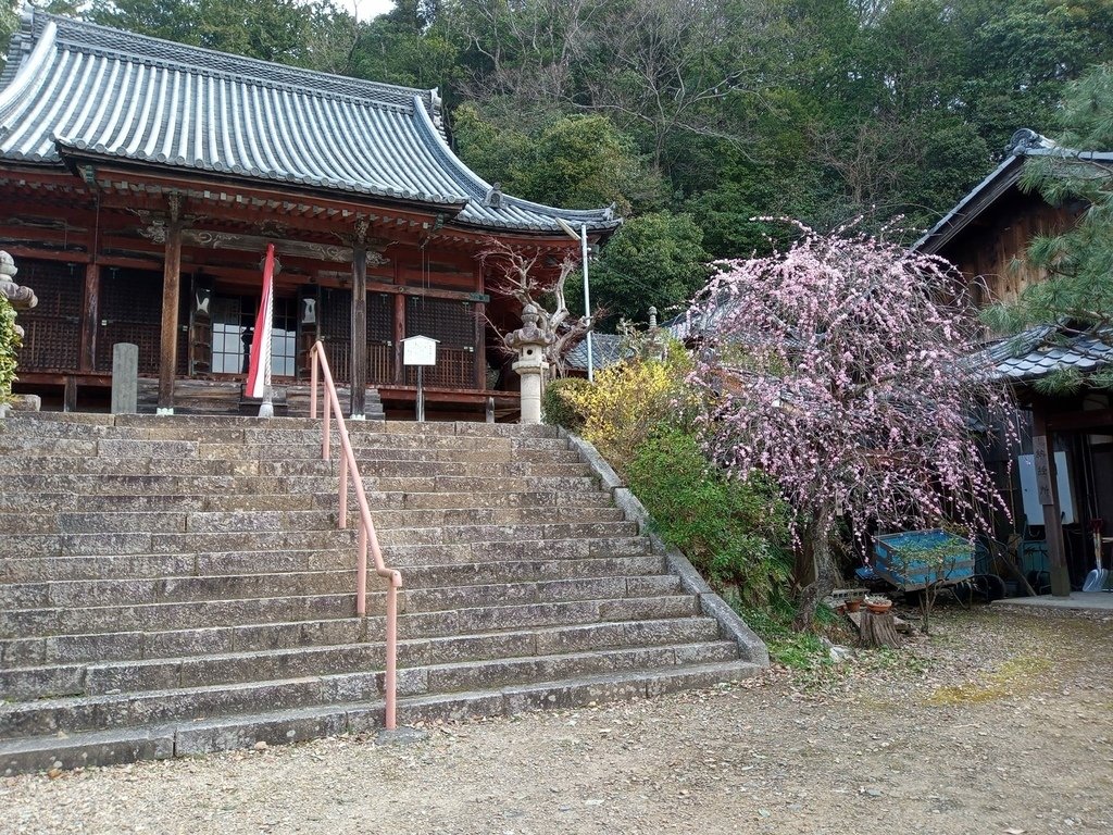 那些年在日本---滋賀縣彥根市/腳踏車閒晃半日遊/清涼寺/龍