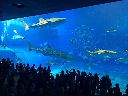 美海水族館_2.jpg