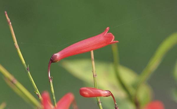 炮竹紅