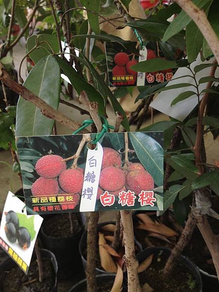 白糖櫻荔枝 (2)