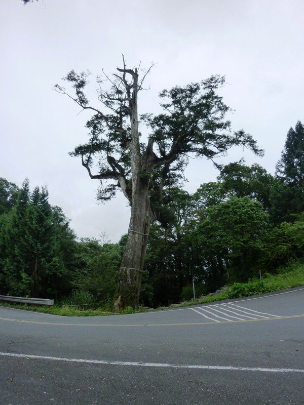 白嶺巨木2.JPG