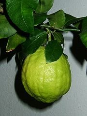 180px-Citrus_medicus_fruit.jpg