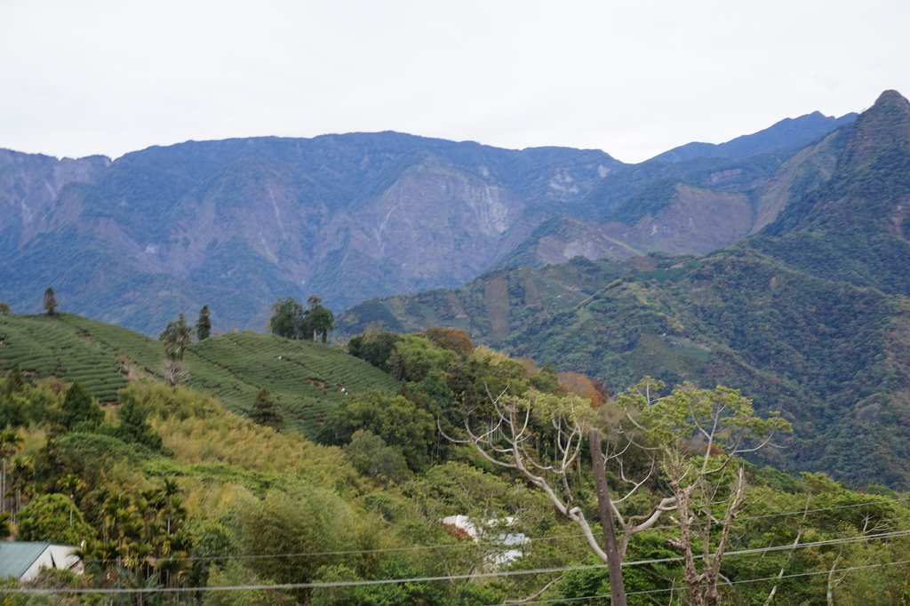 【1420 一世愛你的翠綠茶園環景】大風埕觀日峰