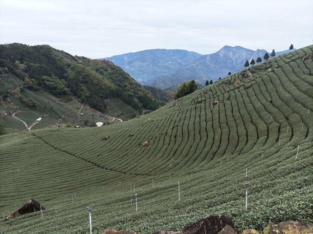 【1420 一世愛你的翠綠茶園環景】大風埕觀日峰