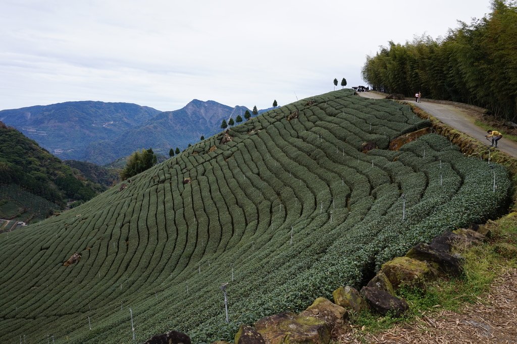 【1420 一世愛你的翠綠茶園環景】大風埕觀日峰