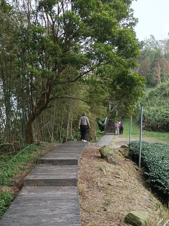 &lt;&lt;玩樂嘉義&gt;&gt;阿里山步道遊蹤二延平步道(一小時登頂觀景)