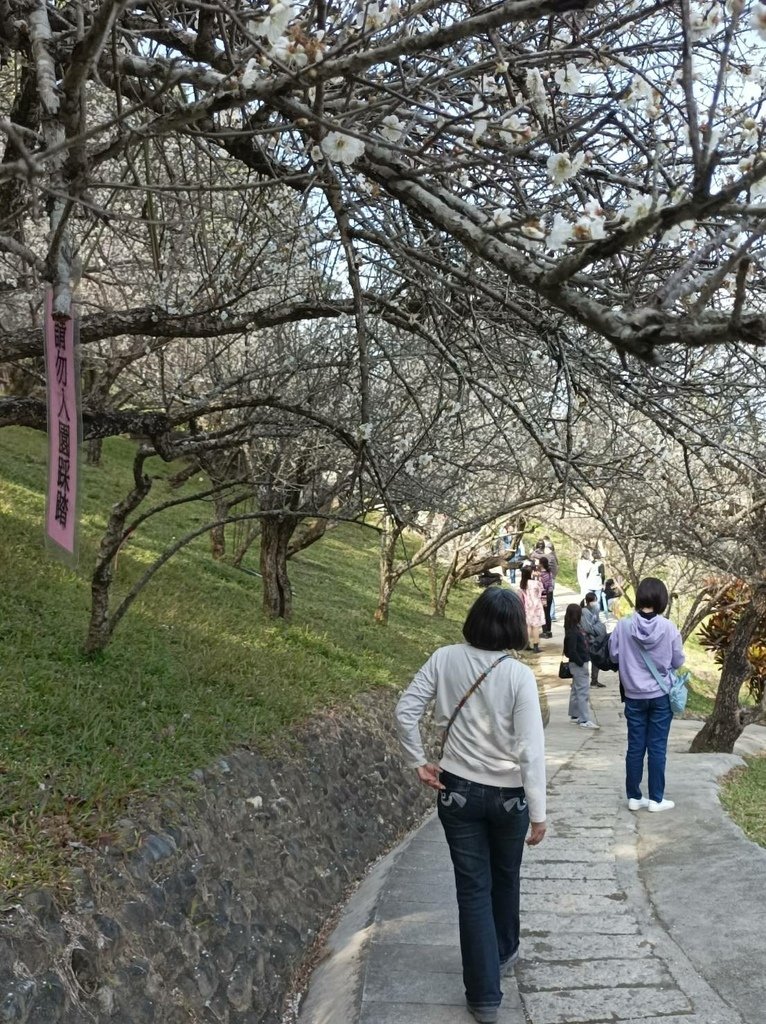 2025/01 遊樂嘉義節氣大寒前重遊-嘉義梅山公園