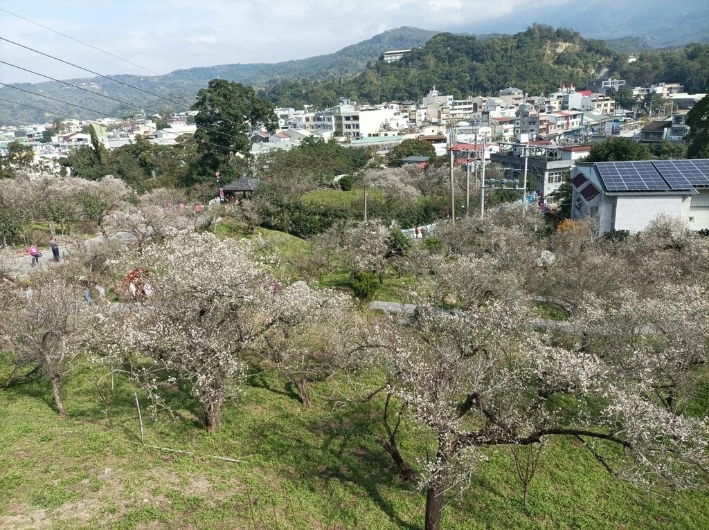2025/01 遊樂嘉義節氣大寒前重遊-嘉義梅山公園