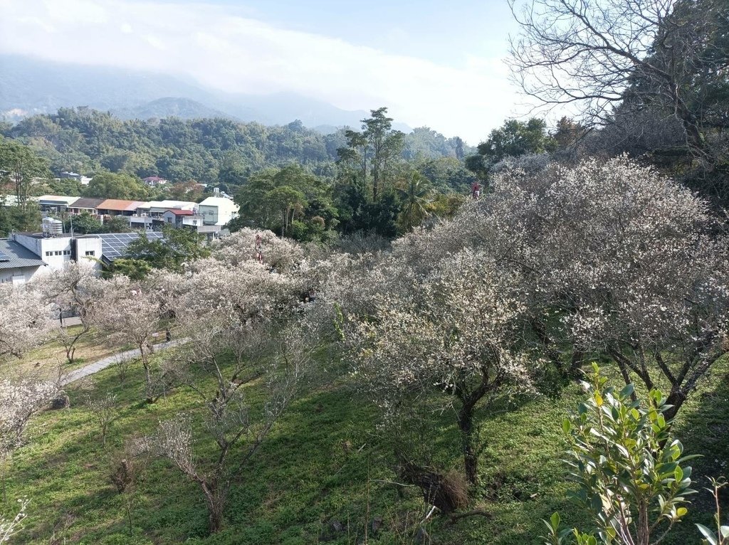 2025/01 遊樂嘉義節氣大寒前重遊-嘉義梅山公園