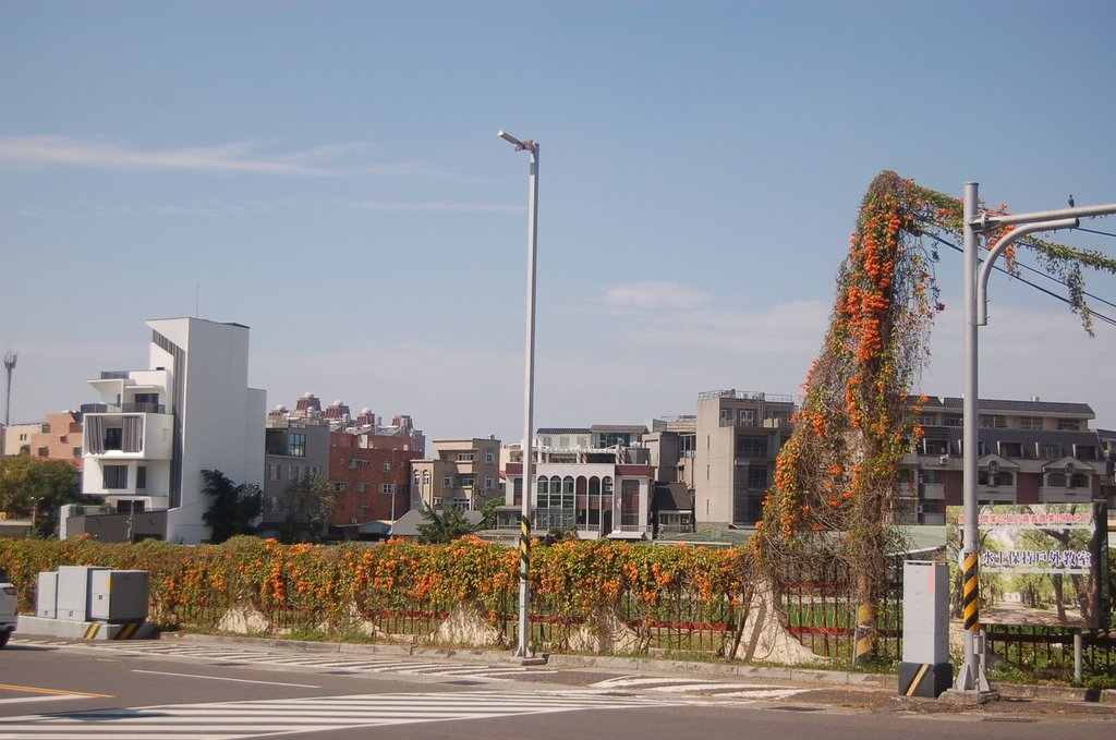 玩樂嘉義2025追花趣 嘉義市炮仗花
