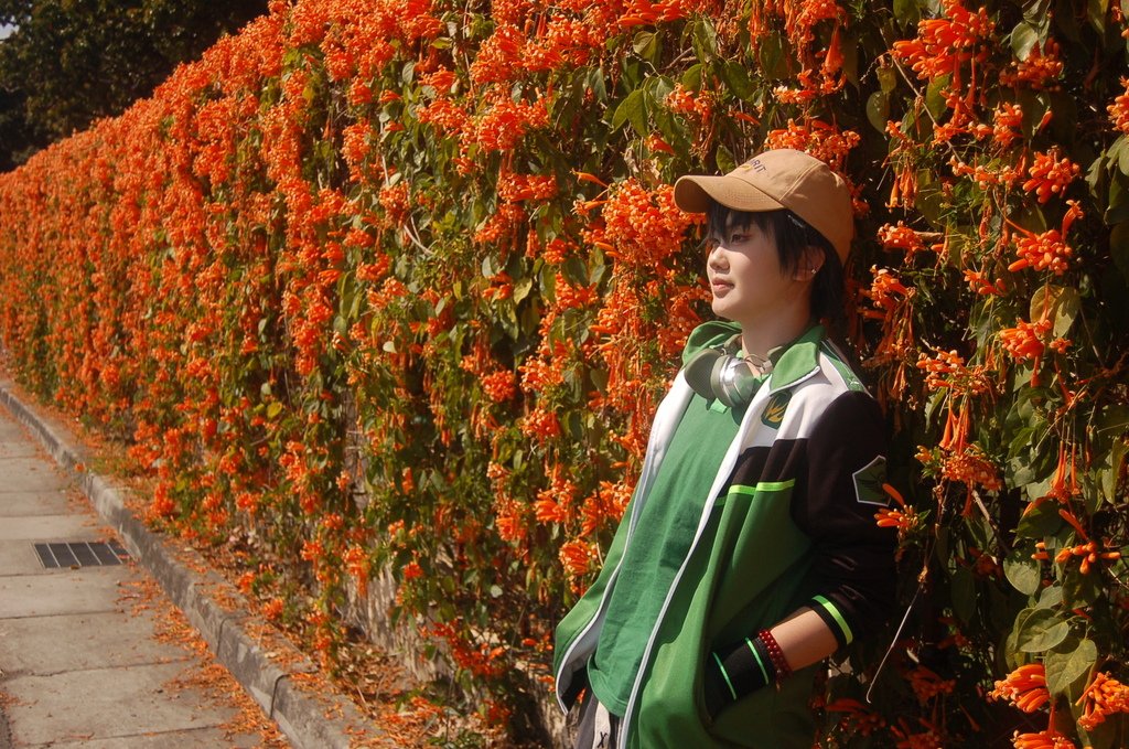 玩樂嘉義2025追花趣 嘉義市炮仗花