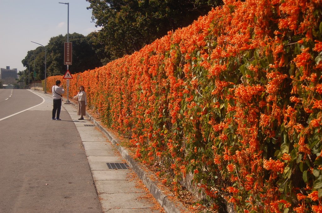 玩樂嘉義2025追花趣 嘉義市炮仗花