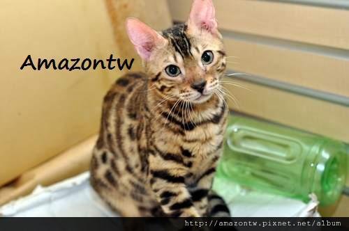 casanova-0152.JPG