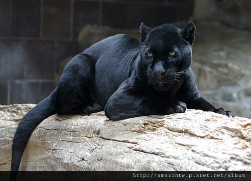 melanistic-jaguar.jpg