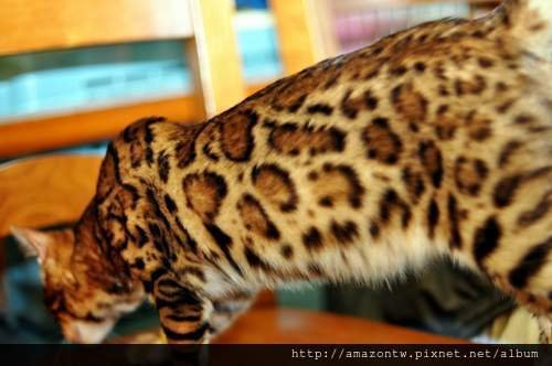 jaguar-0034