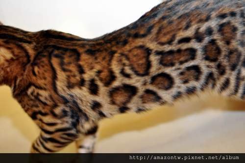 jaguar-0080