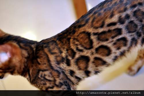 jaguar-0124