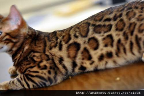 jaguar-0217