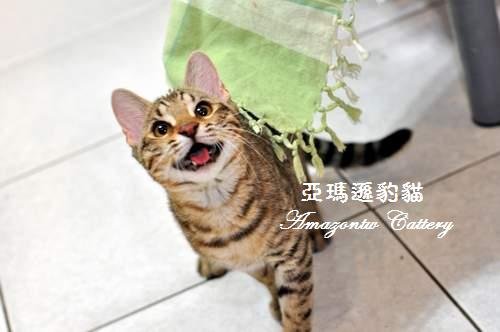 奧莉薇0041.JPG