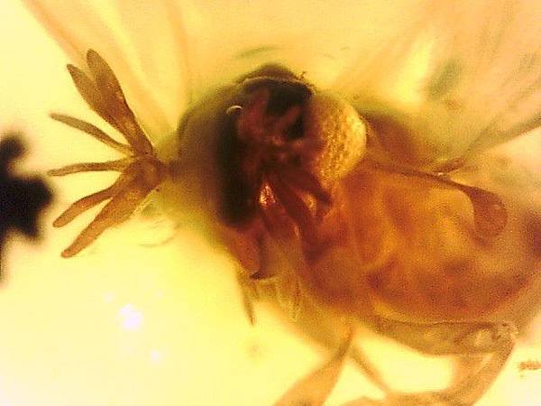 撚翅蟲 Twisted-Wing parasites
