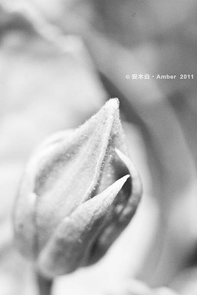 P20110723_fl014.jpg