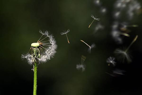 nature-grass-branch-blossom-dew-growth-1205976-pxhere.com.jpg