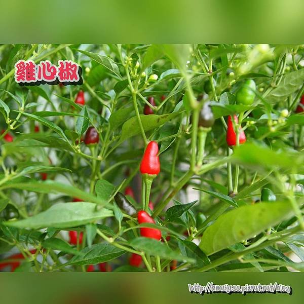 PhotoGrid_1441954389940.jpg