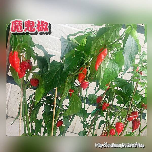PhotoGrid_1441954747316.jpg