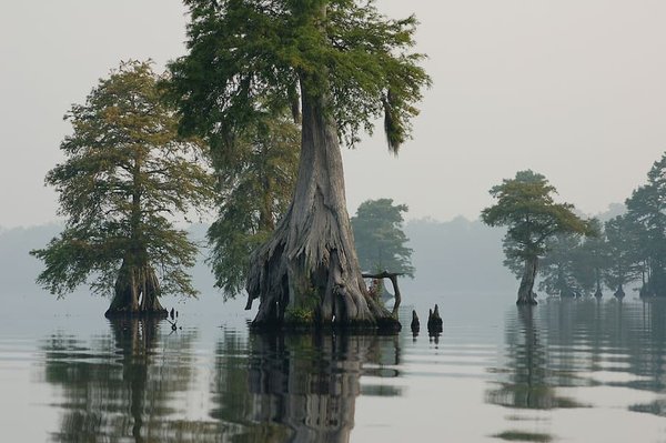 Where the Crawdads sing  (marsh girl).jpg