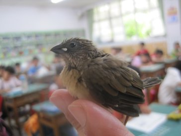 IMG_9829麻雀1.jpg
