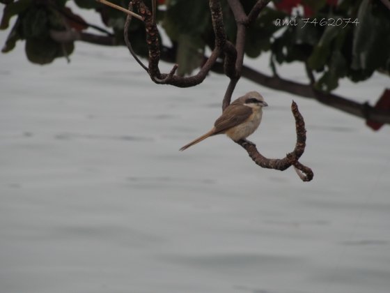 IMG_2212星光2