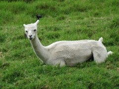 IMG_7905莊園4