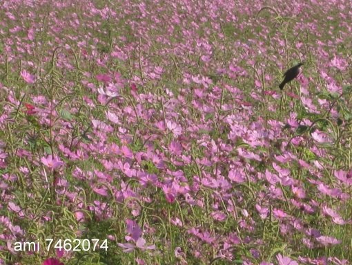 IMG_665心情2.jpg