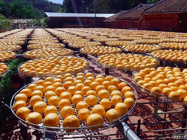 【旅食.新竹】九降風起柿餅香!三合院「金漢柿餅農場」古厝曬柿