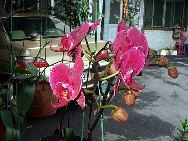 蝴蝶蘭 3Y504