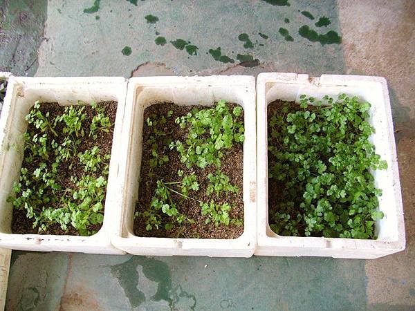 香菜第68天移植過與第二次種的53天