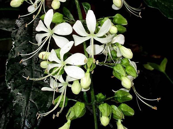 垂枝茉莉 M1