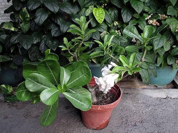 沙漠玫瑰 5B