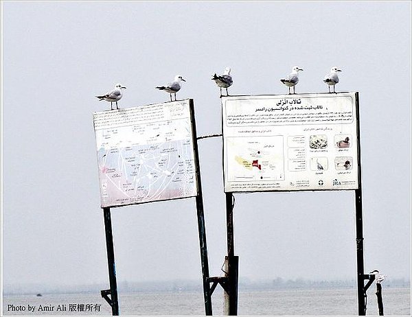 Anzali Lagoon014.jpg