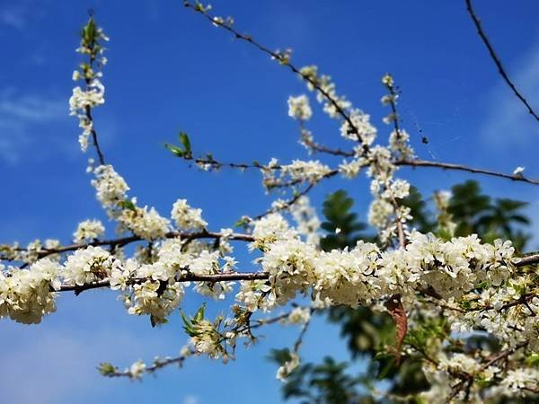 草坪頭 彩虹瀑布 八通關古道 雲龍瀑布 望美山_200130_0086.jpg