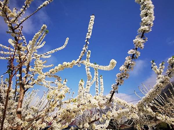 草坪頭 彩虹瀑布 八通關古道 雲龍瀑布 望美山_200130_0080.jpg