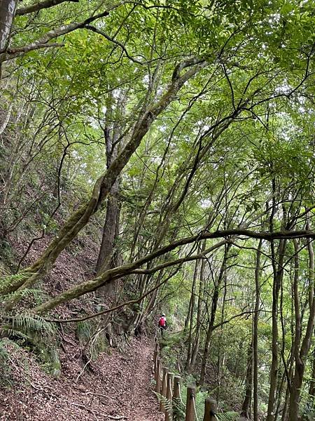20220430 苗粟泰安鄉 水雲三星之横龍古道、騰龍山、横