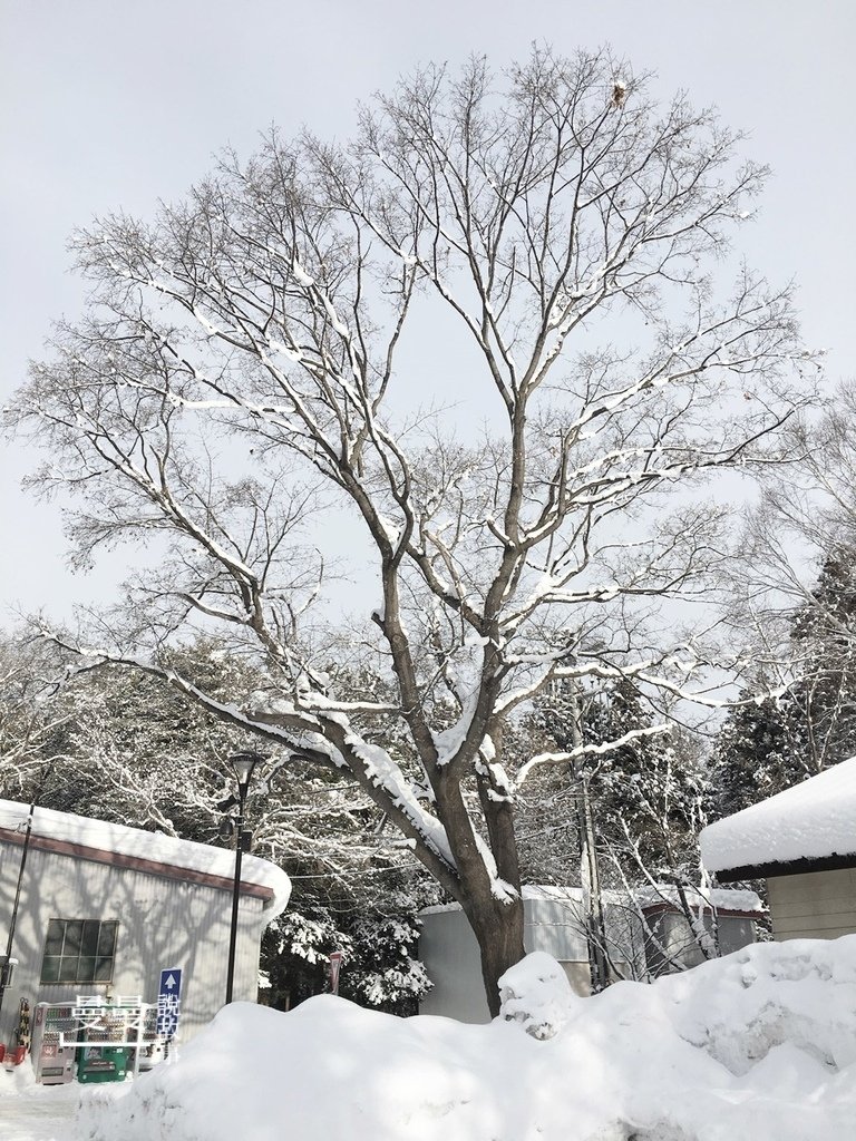 20170114北海道神宮IMG_7732-051