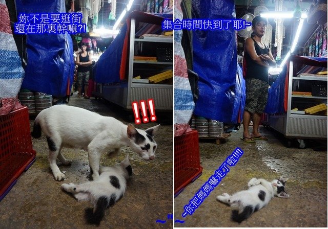 2016馬來西亞沙巴8天7夜自助旅行(進階版)Part3~M