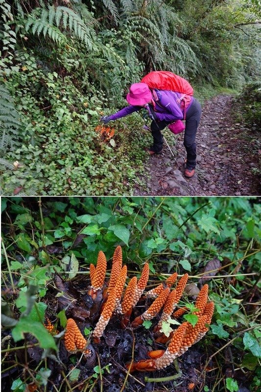 加羅湖之美~仙女散落的珍珠-宜蘭大同鄉四季部落加羅湖一泊二食