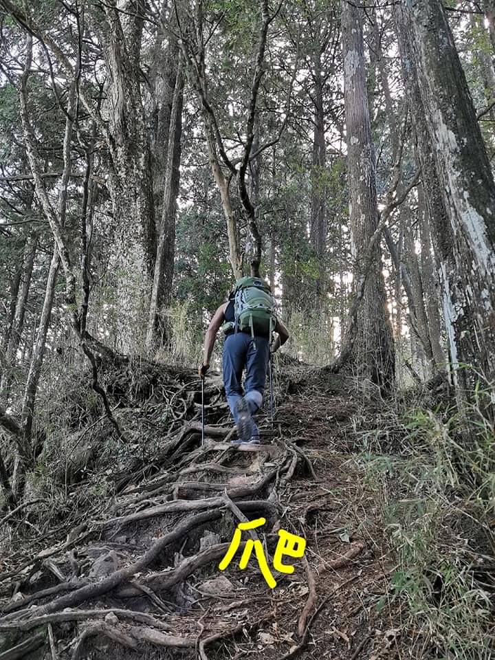 西巒大山-夜宿人倫林道全攻略-gpx軌跡、離線地圖實用分享